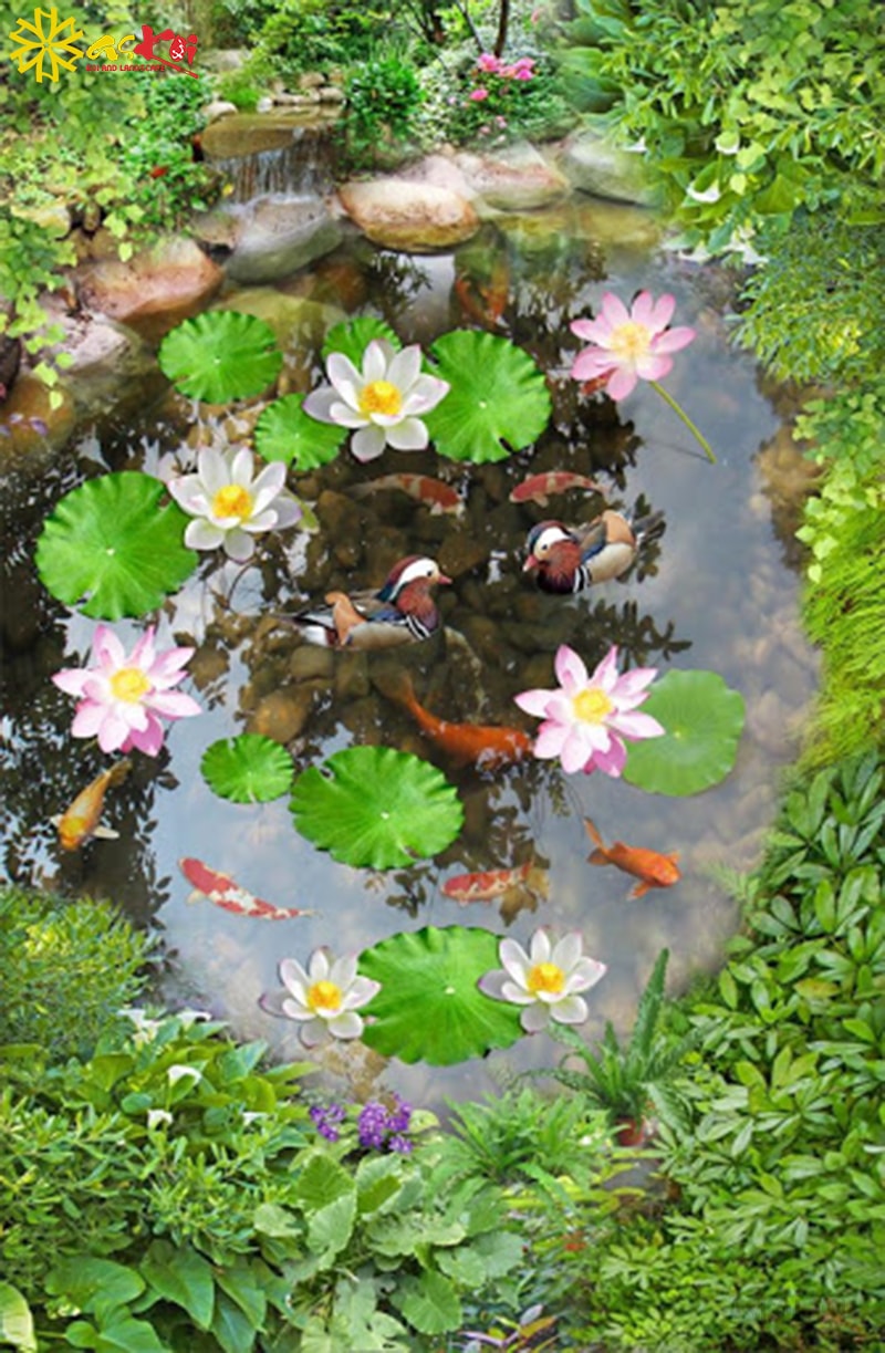 Có nên trồng hoa sen trong hồ cá ngoài trời không?